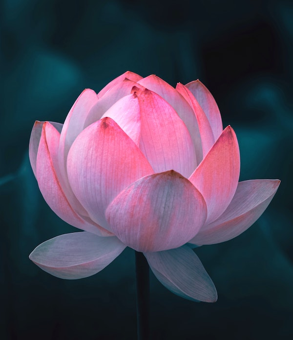 Photo of Pink Lotus