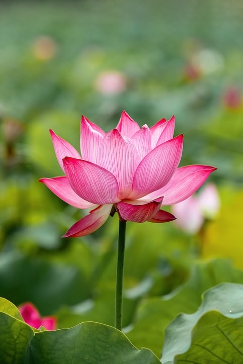 pink lotus flower