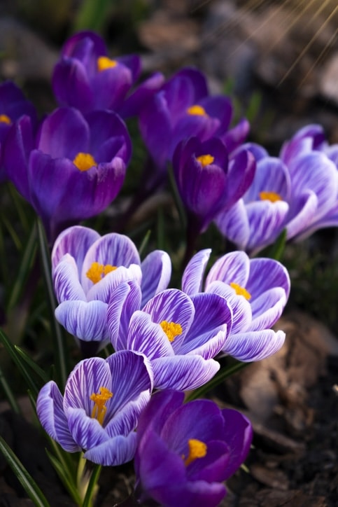 blooming purple crocuses